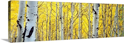 Aspen trees in a forest