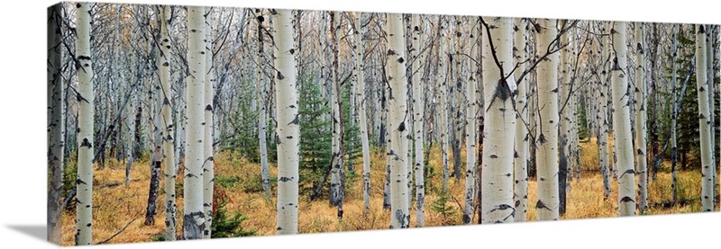 Aspen trees in a forest, Alberta, Canada Wall Art, Canvas Prints ...