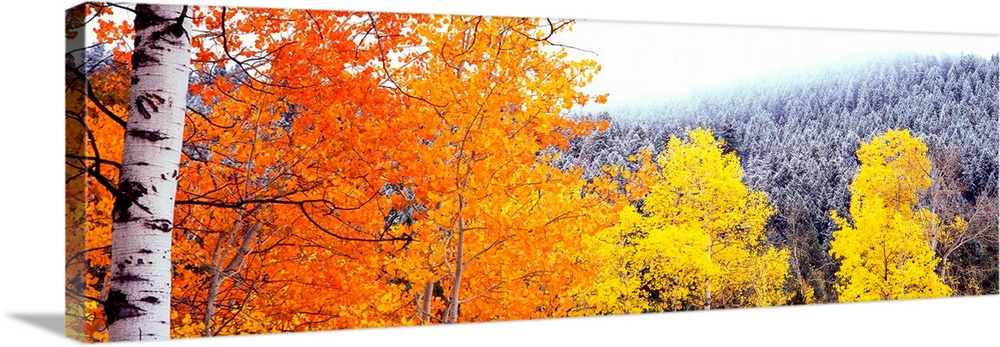 This art work is perfect wall decor for the office a panoramic photograph of colorful trees on a mountainside during the f...