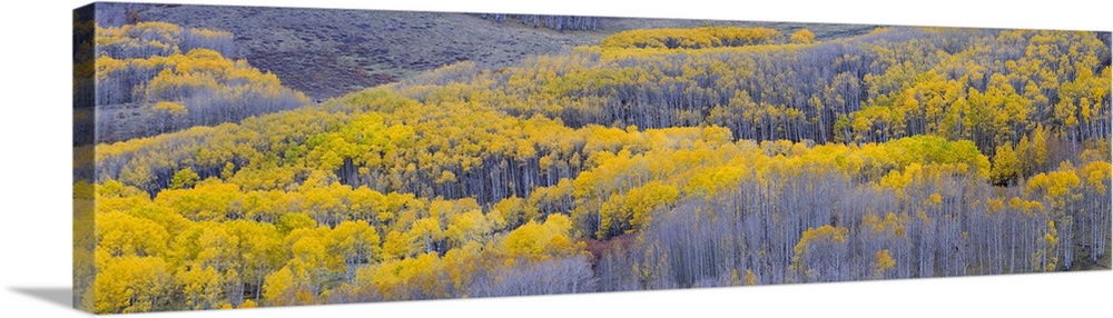 Aspen trees in a forest, Boulder Mountain, Utah, USA.