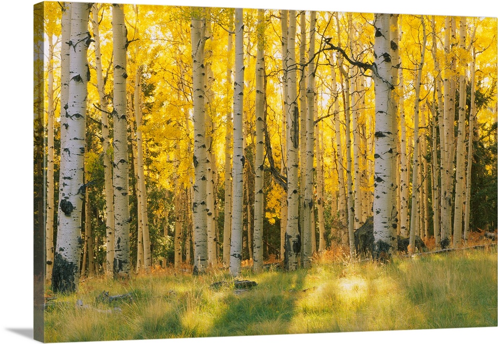 Aspen trees in a forest, Coconino National Forest, Arizona, USA