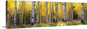 Aspen trees in a forest, Coconino National Forest, Arizona Wall Art ...