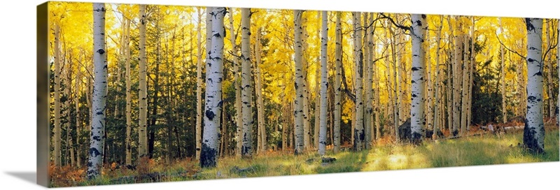 Aspen trees in a forest, Coconino National Forest, Arizona Wall Art ...