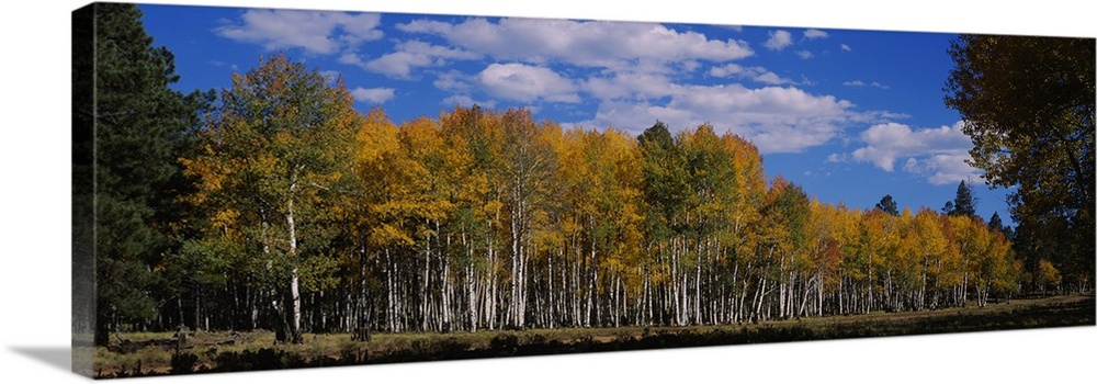 Aspen trees in a forest, Coconino National Forest, Flagstaff, Arizona