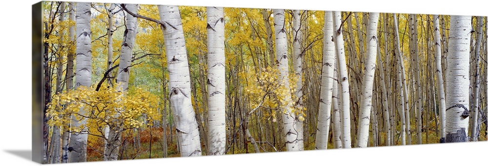 Aspen trees in a forest, Colorado