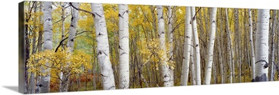 Aspen trees in a forest, Colorado