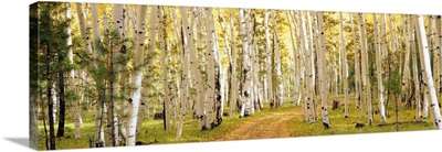 Aspen trees in a forest, Dixie National Forest, Utah