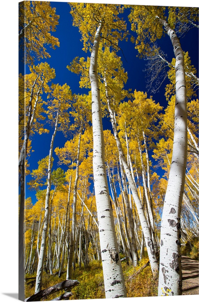 Aspen trees in a forest, Maroon Bells, Maroon Creek Valley, Aspen, Pitkin County, Colorado, USA