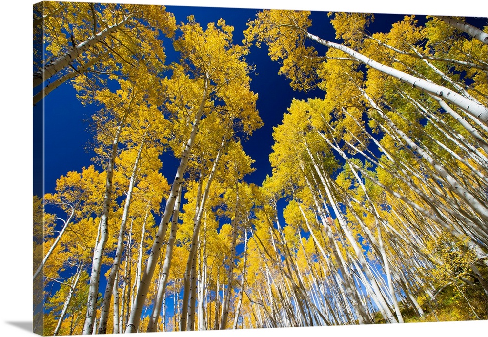 Aspen trees in a forest, Maroon Bells, Maroon Creek Valley, Aspen, Pitkin County, Colorado, USA