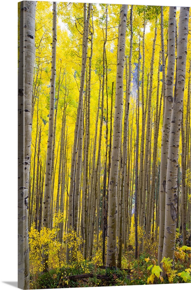 Aspen trees in a forest, Maroon Bells, Maroon Creek Valley, Aspen, Pitkin County, Colorado, USA