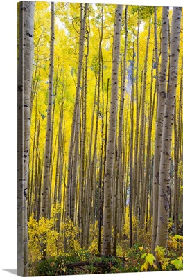 Aspen trees in a forest, Maroon Bells, Maroon Creek Valley, Aspen, Colorado