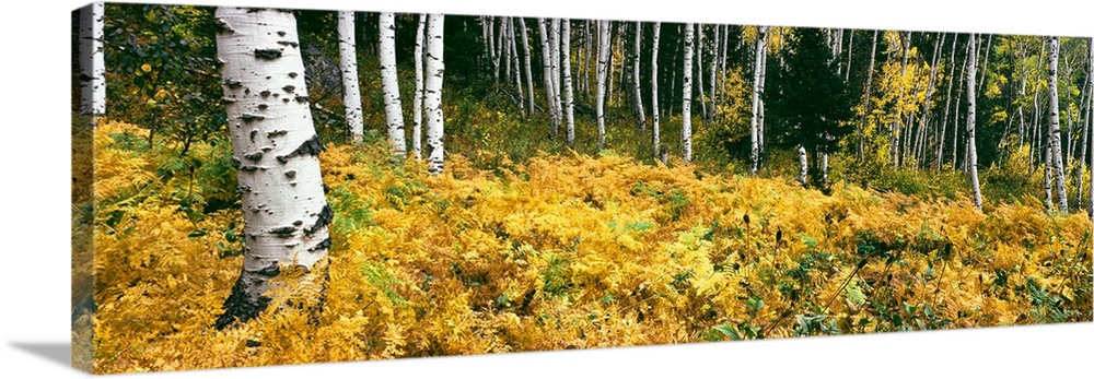 Aspen trees in a forest, Phelps Lake, Grand Teton National Park, Wyoming, USA.