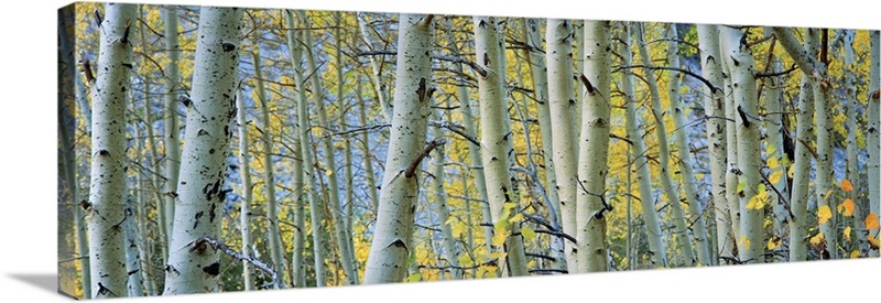 Aspen trees in a forest, Rock Creek Lake, California | Great Big Canvas