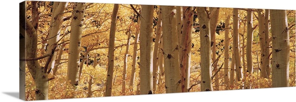 Wide angle photograph of a dense forest of aspen trees surrounded by golden fall foliage, in Rock Creek Lake, California.