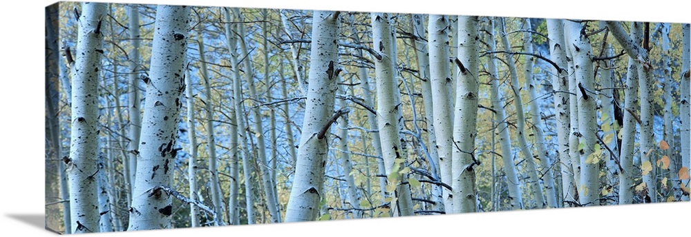 Panoramic photograph of forest filled with tall bare, lightly colored tree barks.