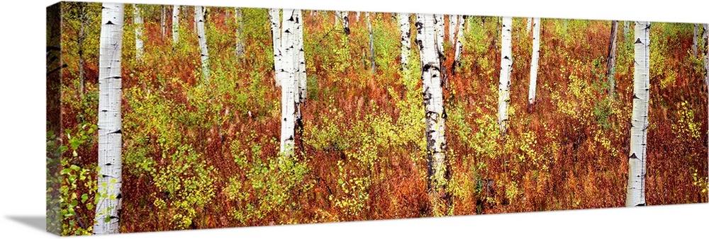 Panoramic photograph of birch trees in forest surrounded by autumn foliage.