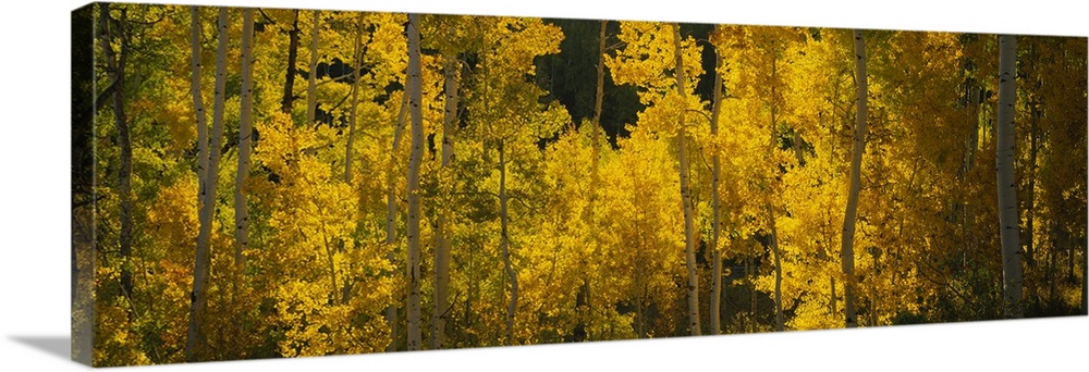 Panoramic view of a forest full of bright leafy trees with thin trunks in a forest in the Rocky Mountains.