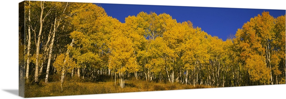 Aspen trees in a forest, Telluride, San Miguel County, Colorado Wall ...