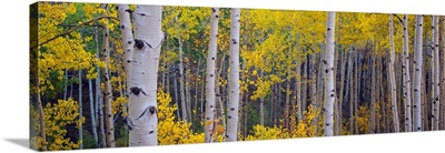 Aspen trees in a forest, Telluride, San Miguel County, Colorado