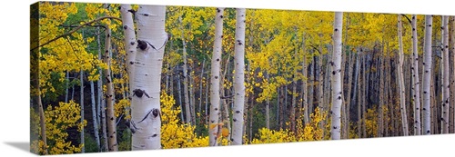 Aspen trees in a forest, Telluride, San Miguel County, Colorado Wall ...