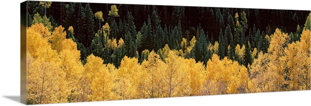 Panoramic photograph of golden tree tops with forest in the background.