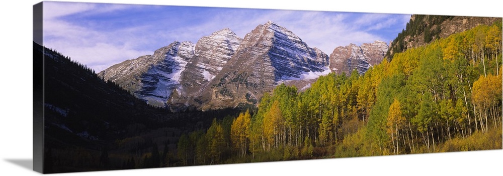 Aspen trees in a forest with a mountain range in the background, Maroon Bells, Pitkin County, Gunnison County, Colorado