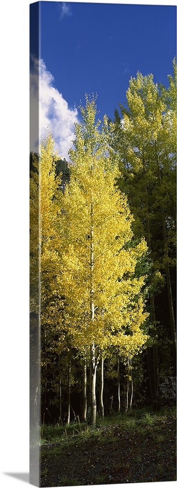 Aspen trees in a park, Colorado, USA