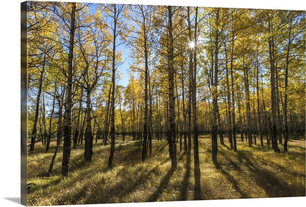 Aspen trees in autumn, Banff National Park, Alberta, Canada.