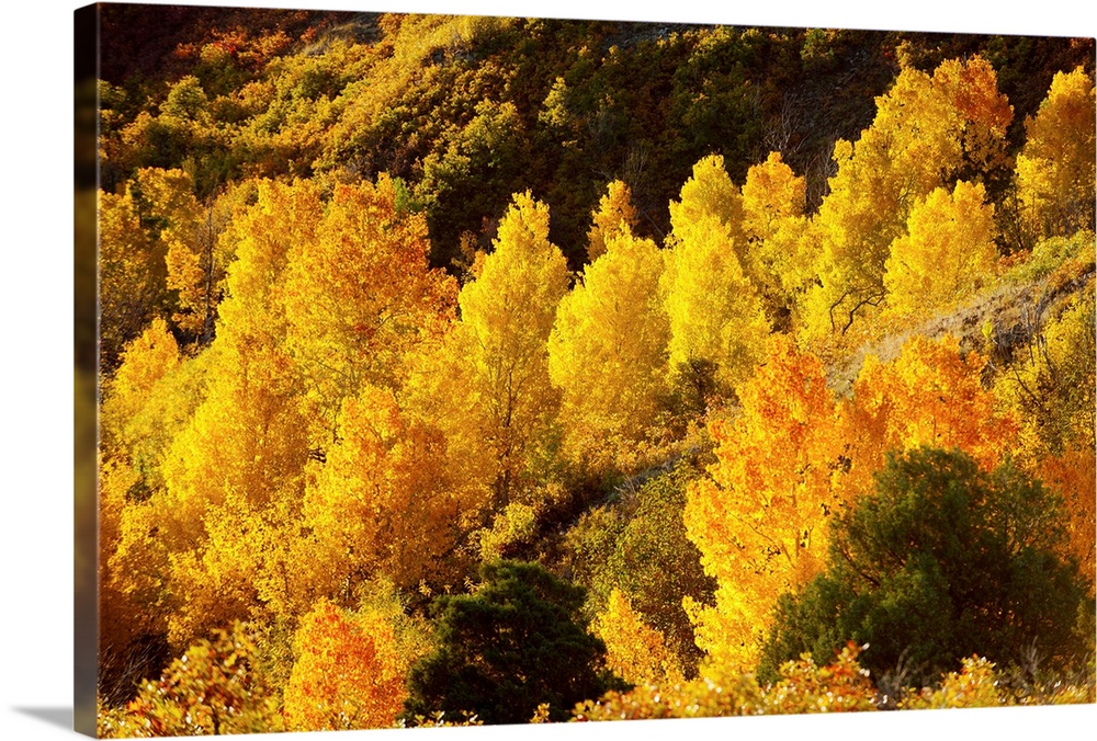 Aspen trees in autumn, Capitol Reef National Park, Utah