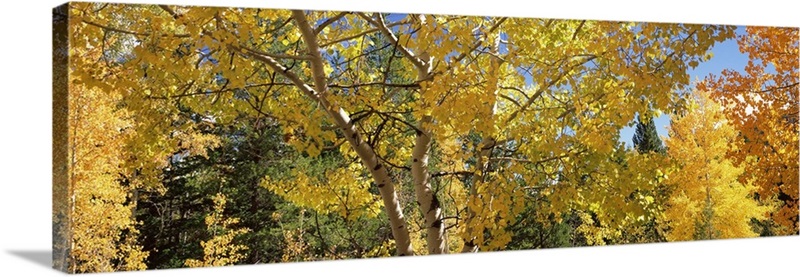 Aspen trees in autumn, Colorado, Wall Art, Canvas Prints, Framed Prints ...