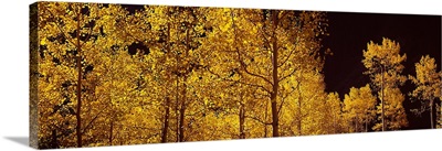 Aspen trees in autumn, Colorado,