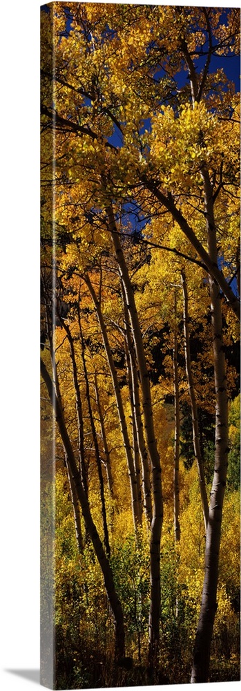 Panoramic photograph displays a dense forest of tall skinny trees in the Western United States showing bright Fall colors ...