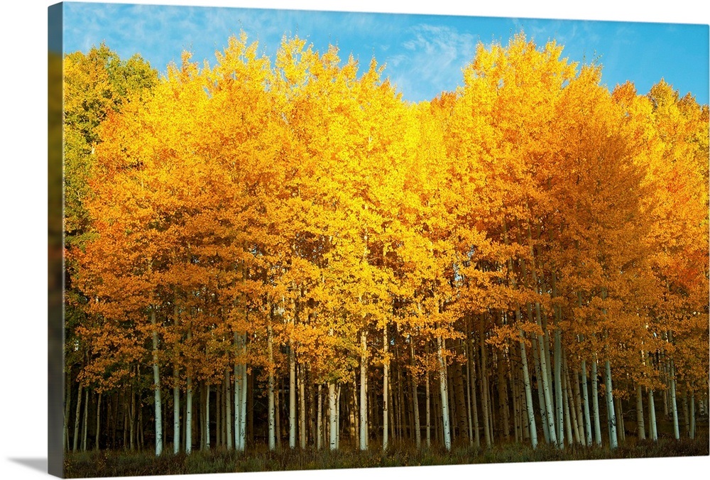 Aspen Trees In Autumn Last Dollar Road Telluride Colorado Wall Art Canvas Prints Framed