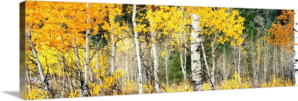 Aspen trees in autumn, Oxbow Bend, Grand Teton National Park, Teton County, Wyoming, USA.