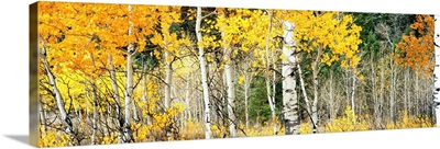 Aspen trees in autumn, Oxbow Bend, Grand Teton National Park, Teton County, Wyoming