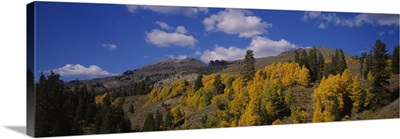 Aspen trees in mountains, Sonora Pass, Sierra Mountain, California