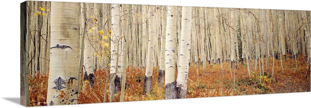 Landscape, large wall picture of a dense forest of white aspen trees in Aspen, Colorado.
