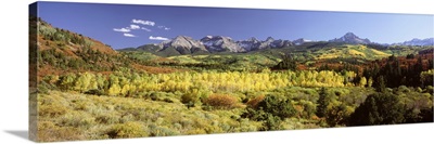 Aspen trees on a landscape, Sneffels Range, Colorado