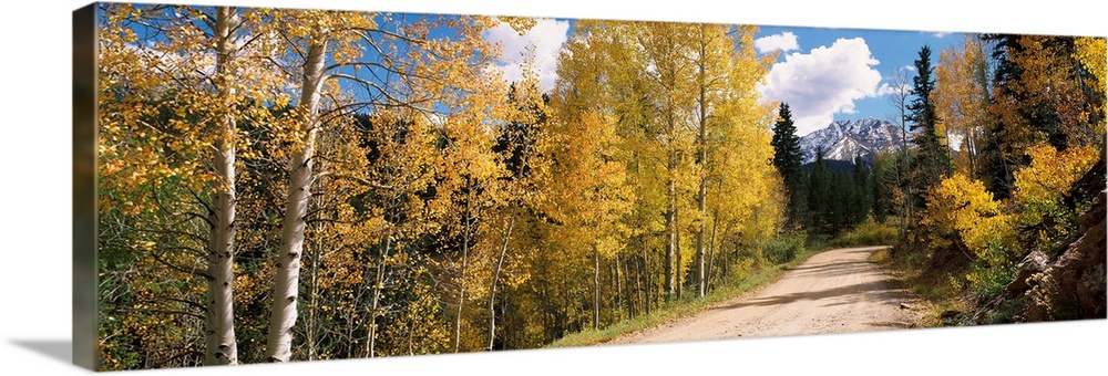 Aspen trees on both sides of Old Lime Creek Road, Cascade, Colorado ...