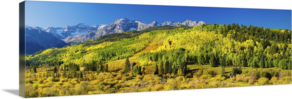 Aspen trees on mountains, Uncompahgre National Forest, Colorado