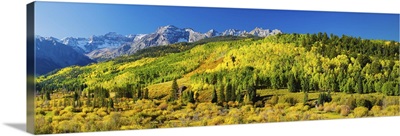 Aspen trees on mountains, Uncompahgre National Forest, Colorado