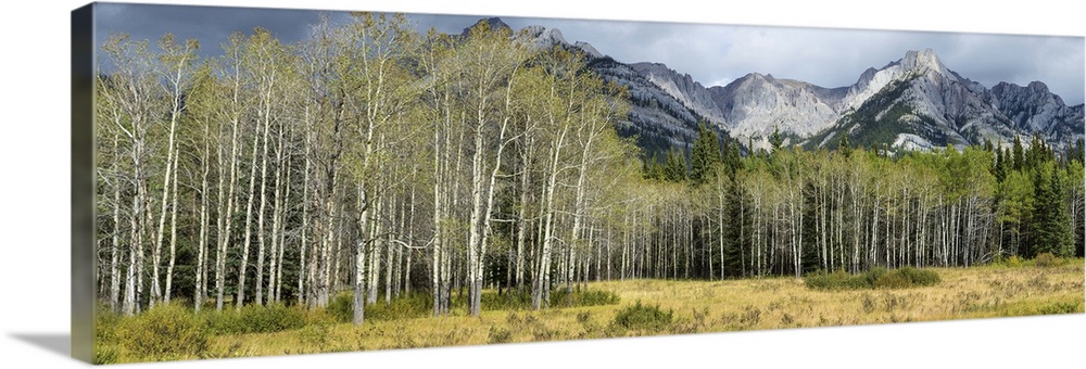Aspen trees with mountains in the background, Bow Valley Parkway, Canada