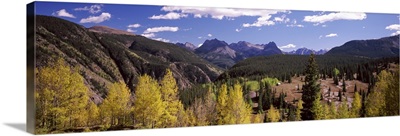 Aspen trees with mountains in the background, Colorado