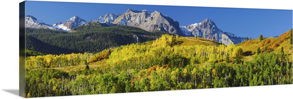 Aspen trees with mountains in the background, Uncompahgre National Forest, Colorado