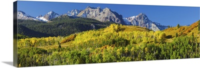 Aspen trees with mountains in the background, Uncompahgre National Forest, Colorado