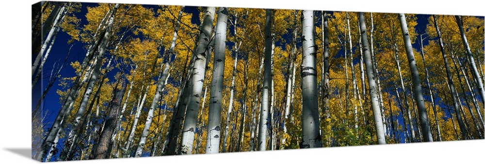 Panoramic photograph of birch forest.  The leaves on the trees are bright mustard colored and the clear sky can be seen th...