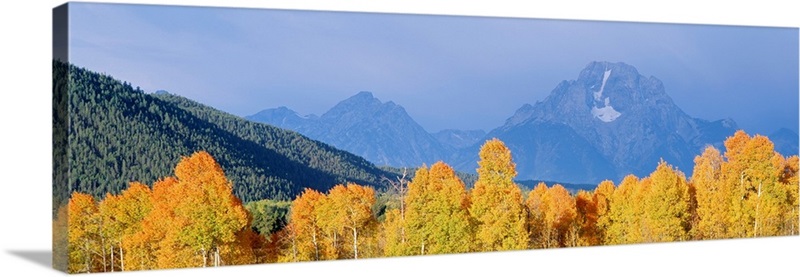 Aspens Grand Teton National Park WY | Great Big Canvas