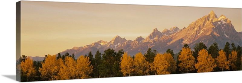 Aspens Teton Range Grand Teton National Park WY | Great Big Canvas