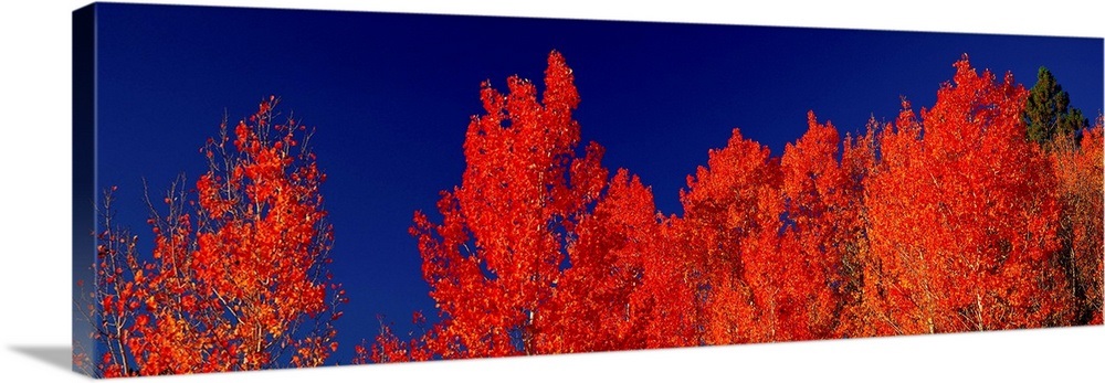 Aspens UT Wall Art, Canvas Prints, Framed Prints, Wall Peels | Great ...