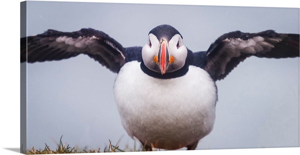 Atlantic Puffin (Fratercula arctica) Iceland